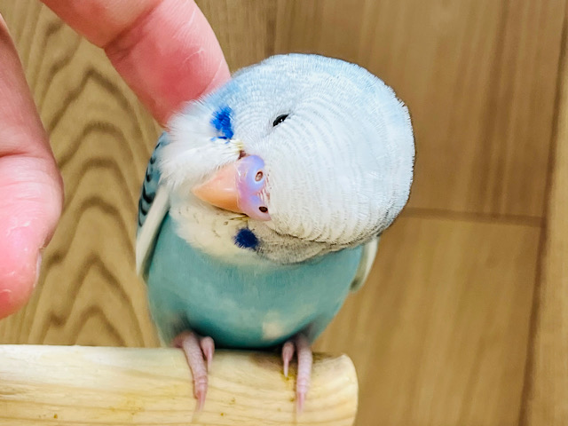 【最新画像更新🪄】面白いカラーの子です♪セキセイインコ(オパーリンパイド) ヒナ