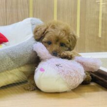 まるで森の妖精⁉️くまさんじゃないよ！トイプードルだよ！