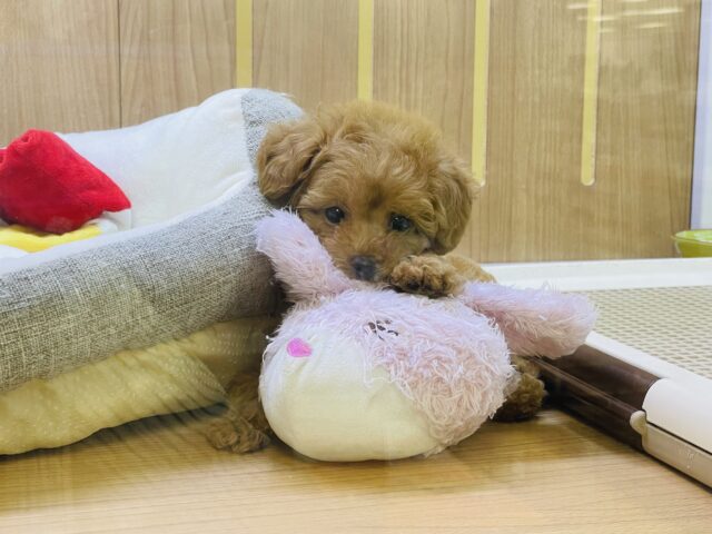 まるで森の妖精⁉️くまさんじゃないよ！トイプードルだよ！