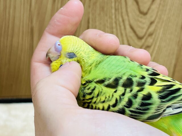 【最新画像更新🪄】愛嬌たっぷり♡あざといポーズも得意です♡セキセイインコ(オパーリン) ヒナ