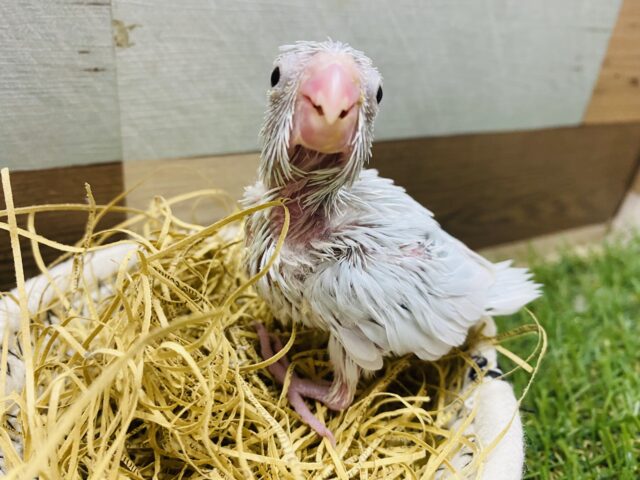 小さな体でもパワフルです❗️元気いっぱいなマメルリハインコ⭐️（アメリカンホワイト）