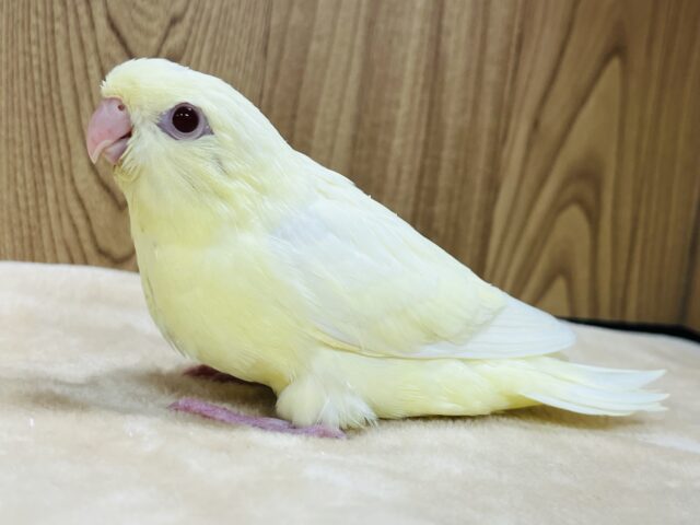 【最新画像更新🪄】食欲旺盛‪☆まるっこフォルムが可愛らしい♡サザナミインコ(クリーム) ヒナ