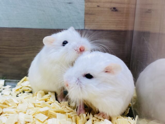 あと１匹！とろ〜んとした癒し顔🩷マシュマロのようなロボロフスキーハムスター女の子！