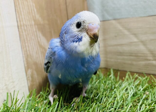 最新画像有り！ワタワタのヒナちゃんです💙これからの成長が楽しみなセキセイインコ（オパーリン）