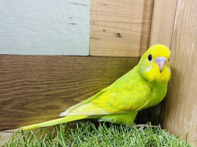 最新画像有り♪まん丸おめめが輝いてます✨パッと明るいカラーのセキセイインコ（スパングル）