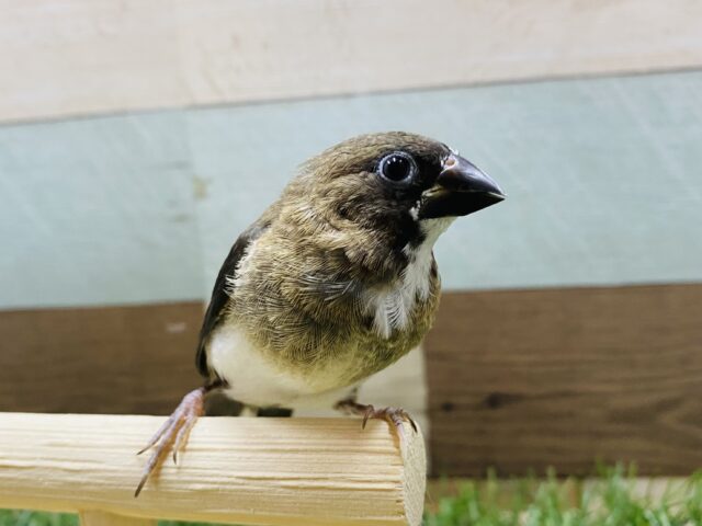 最新画像有り⭐️あと一羽！ミニミニちゃんず❤️可愛すぎるヒナヒナ十姉妹やって来ました！