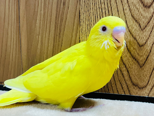 【最新画像更新🪄】元気印のビタミンカラー💛セキセイインコ(ルチノー) ヒナ