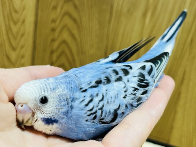 【最新画像更新🪄】まるまるっと成長中♡セキセイインコ(オパーリン) ヒナ