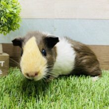 つむじが控えめなんです！お尻のちょこんが可愛いアビシニアンモルモット🧡