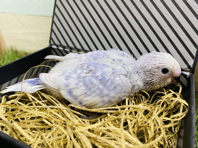 ちょっぴり恥ずかしがり屋なんです…落ち着いた色が素敵なセキセイインコ（スパングル）