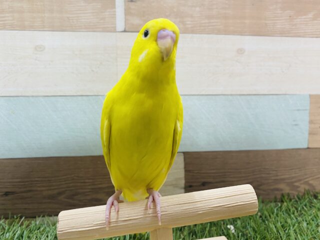 最新画像有り！濃いめのイエローが輝いて見えます✨セキセイインコのダブルファクター！