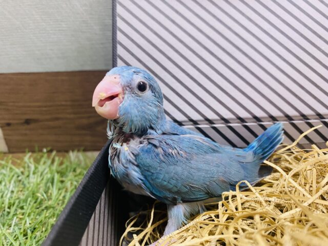最新画像有り⭐️まだツンツンな姿です❗️小さな怪獣マメルリハインコ（ブルー）💙
