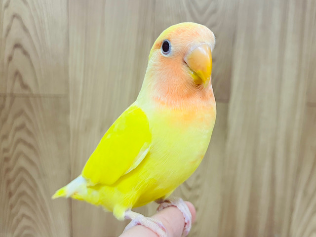 【最新画像・動画更新🪄もうすぐひとり餌‪☆】ビタミンカラーのわたわたコザクラやって来ました☆コザクラインコ(ルチノー) ヒナ