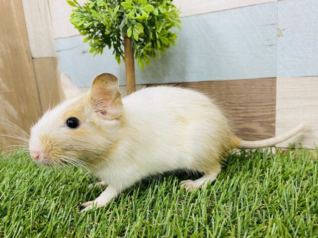 優しいお色が可愛すぎるっ‼️まだまだ緊張気味なデグー（サンドパイド）🧡🤍