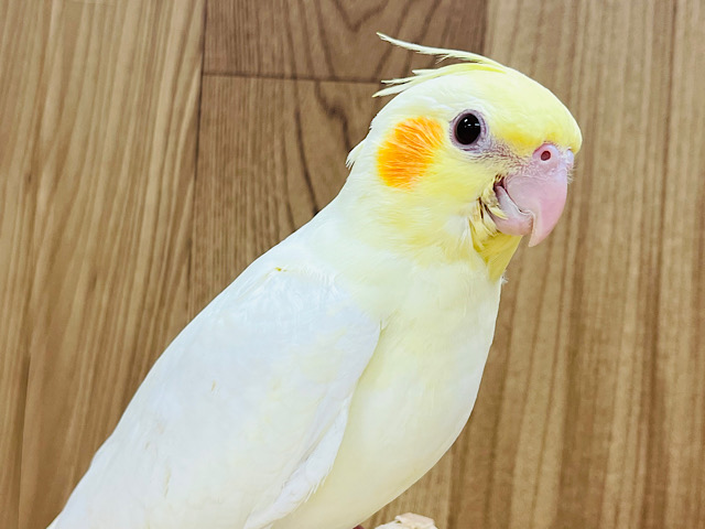 【最新画像更新🪄】可愛いお顔にメロメロ♡オカメインコ(ルチノー) ヒナ