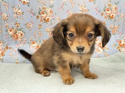 一目惚れしちゃいますよー♡　ハーフ犬（チワワ×ミニチュアダックス）の男のコ 2023.9/9撮影