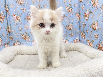 やわらか毛並みの甘えんボーイ☆　スコティッシュフォールドの男のコ　2023.9/3撮影