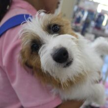 ハイパージャッキーここに参上☆ジャックラッセルテリア・男の子！