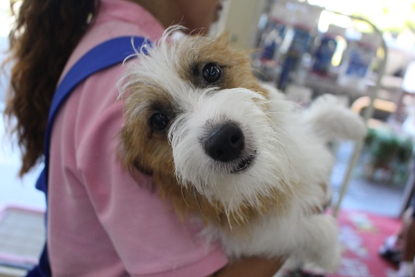 ハイパージャッキーここに参上☆ジャックラッセルテリア・男の子！