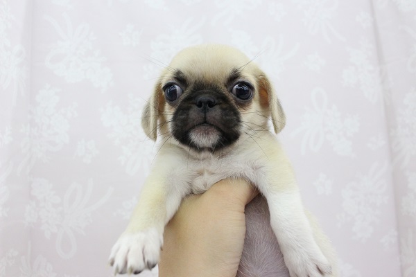 待ってたよ！鼻ぺちゃドッグ☆MIX（パグ×ペキニーズ）・女の子！