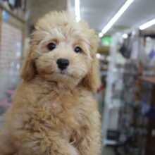 最新画像更新しました☆トイプードル・女の子！