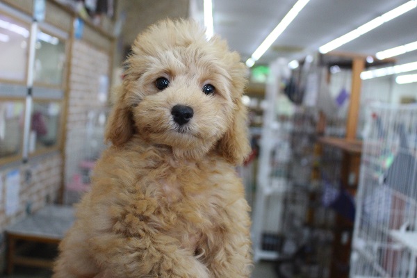 最新画像更新しました☆トイプードル・女の子！