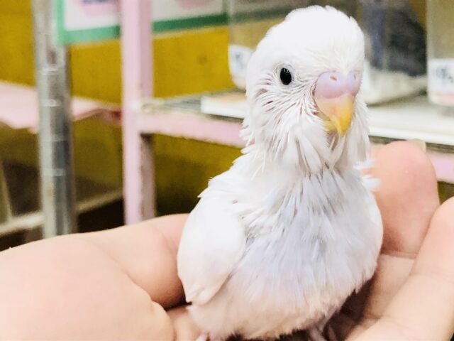 写真では伝えられないこのカラー♪　ぜひ現地にお越しください！！　セキセイインコ