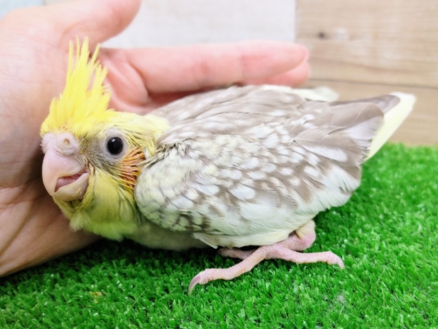 ご飯大好き❤オカメインコのヒナ(シナモンパール)入荷しました❤