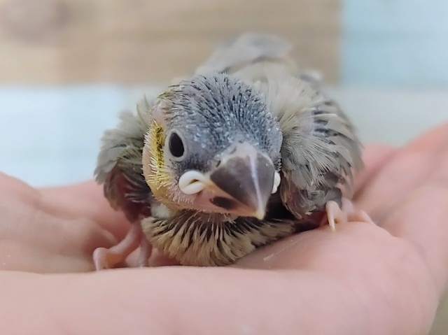 シーズン中❤桜文鳥のヒナ入荷しました❤