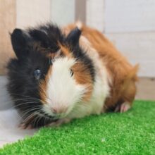 巻き毛モルモット(アビシニアンモルモット)のベビー❤