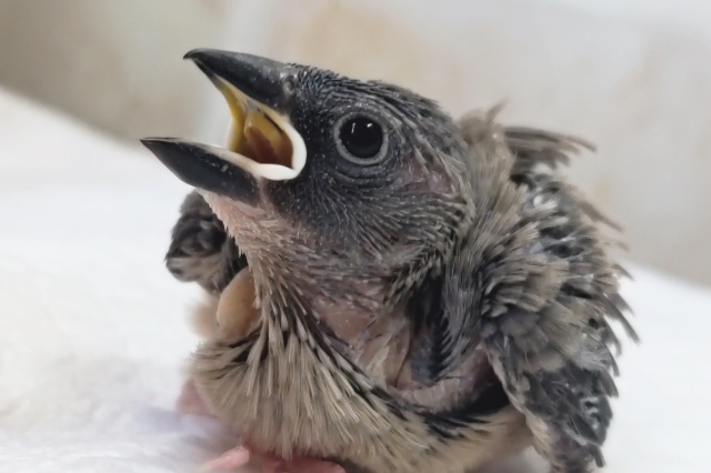 どんな桜が咲くかな～🌸 桜文鳥