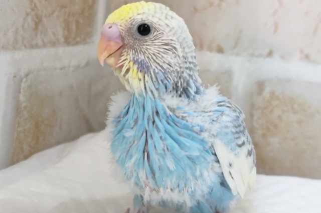 魅力たっぷり溢れる～🌈 セキセイインコ(パステルレインボーパイド)