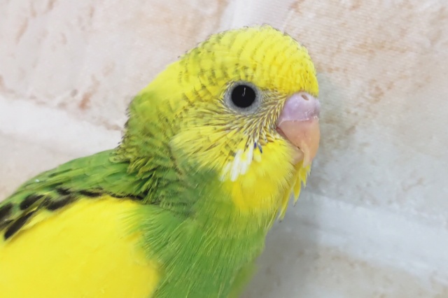 目を引くフレッシュ～🍀 セキセイインコ(グリーンパイド)