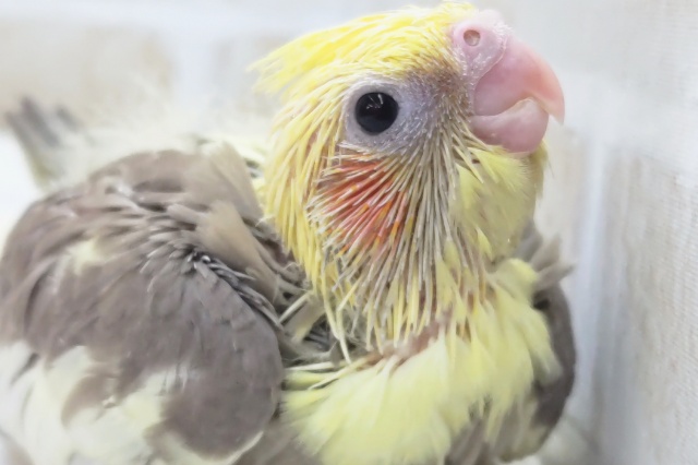 メロメロカラーさん～🥞 オカメインコ(シナモンパイド)