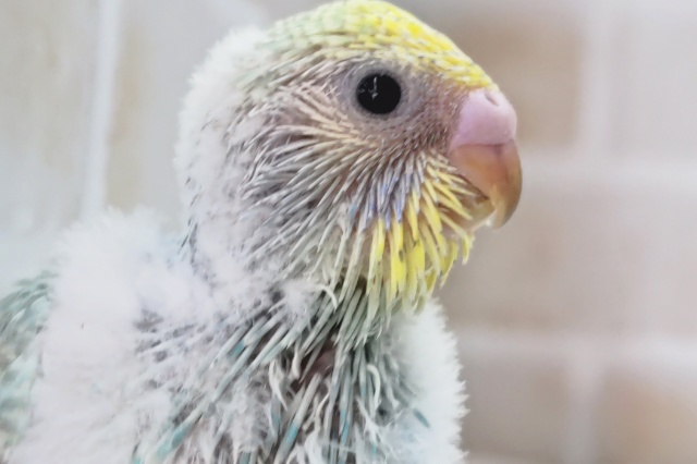 鮮やかパステル～🌈 セキセイインコ(パステルレインボー)