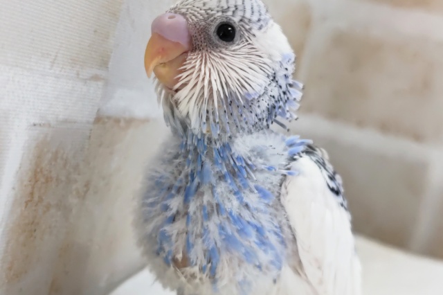 青と白がとってもグッド～🌤️ セキセイインコ(ブルーパイド)