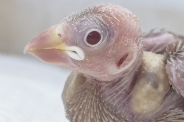 唯一無二キラッ～🐣 シナモン文鳥