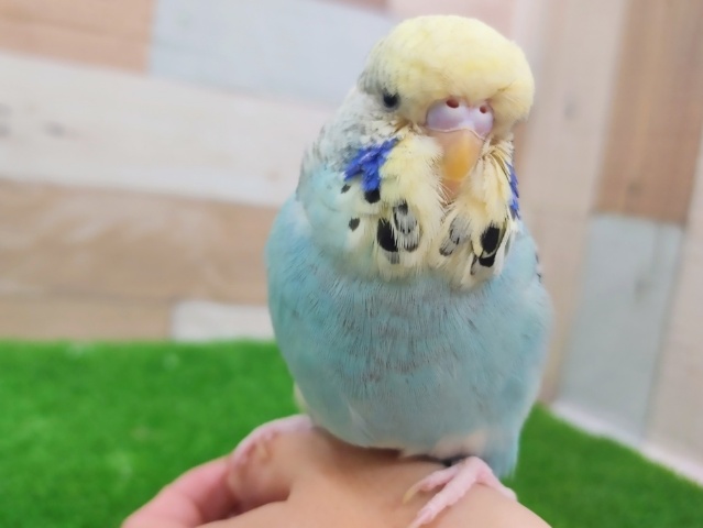 最新画像更新❤ターコイズブルー⁈ジャンボセキセイインコ入舎しました！