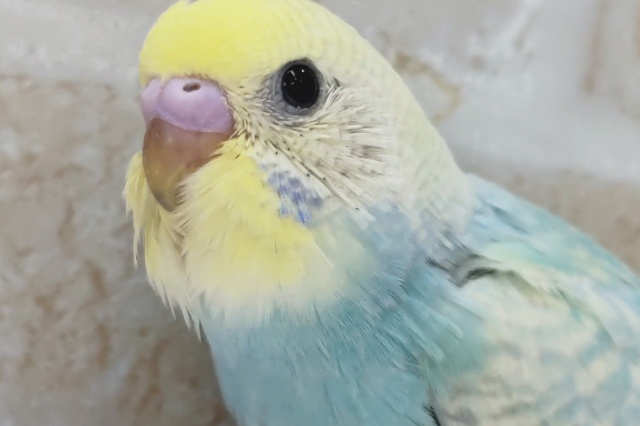 目を引くレインボー🌈 セキセイインコ(パステルレインボースパングル)
