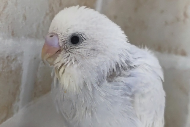 最新画像あり！ レアレアカラーさん～🌟 セキセイインコ