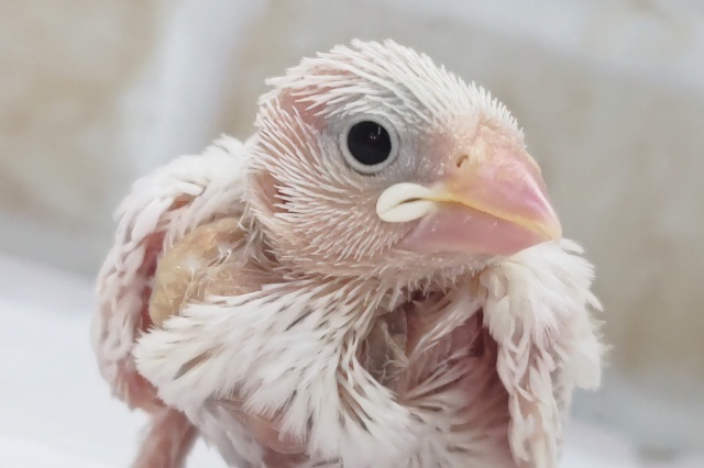 魅力はこの白！🐣 白文鳥