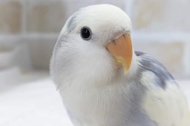 最新画像あり！ 色合いたまらない～✨ コザクラインコ(バイオレットオパーリンパイド)
