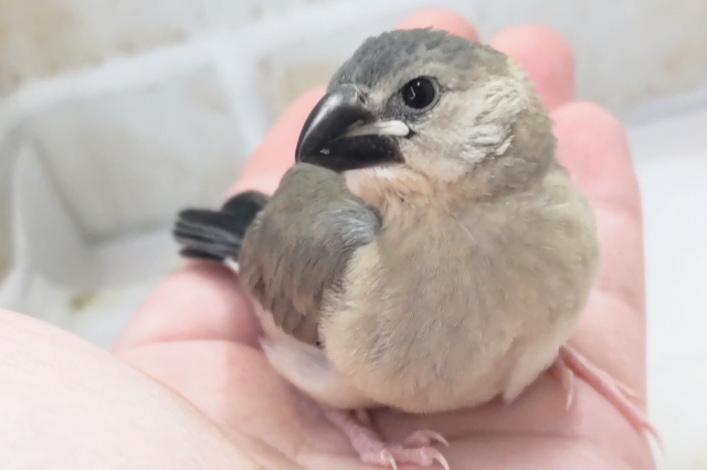 最新画像あり！ 可愛さ満開～🌸 桜文鳥