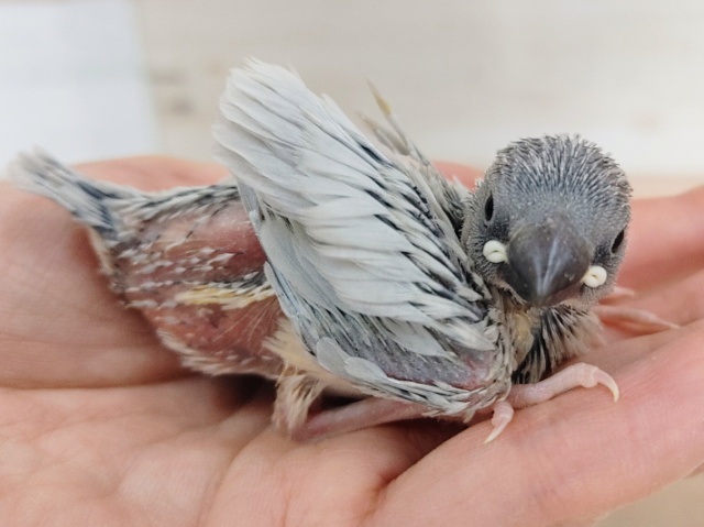 淡い色がカッコイイ✨シルバー文鳥のヒナ入荷しました❤