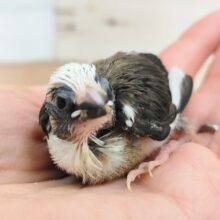 お顔白め✨十姉妹のヒナ入荷しました❤