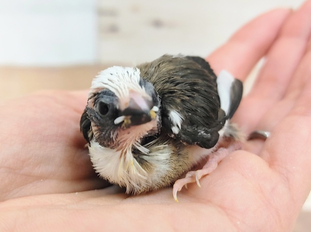 お顔白め✨十姉妹のヒナ入荷しました❤