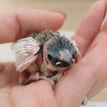 身体白多め✨十姉妹のヒナ入荷しました❤