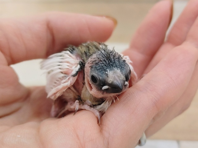 身体白多め✨十姉妹のヒナ入荷しました❤