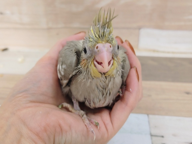 人気のカラー✨オカメインコのヒナ(シナモン)入荷しました❤