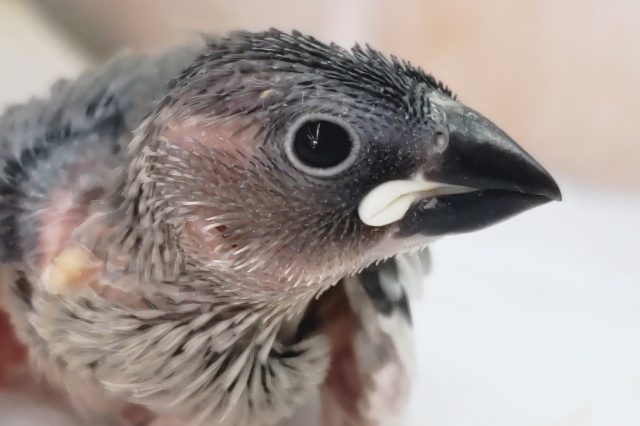 これから桜が咲きますよぉ～🌸 桜文鳥